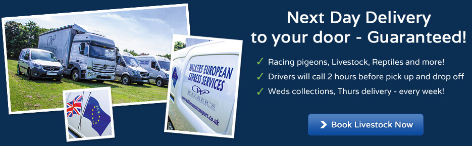 Walkers European Express Services: Next day & 48hr deliveries