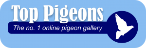 Top Pigeons