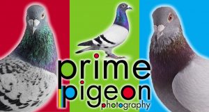 Prime Pigeon Photography